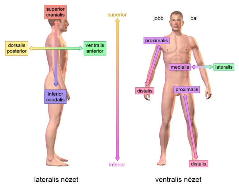 anatomiai iranyok